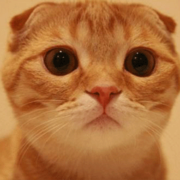 vnp账号密码共享服务器地址